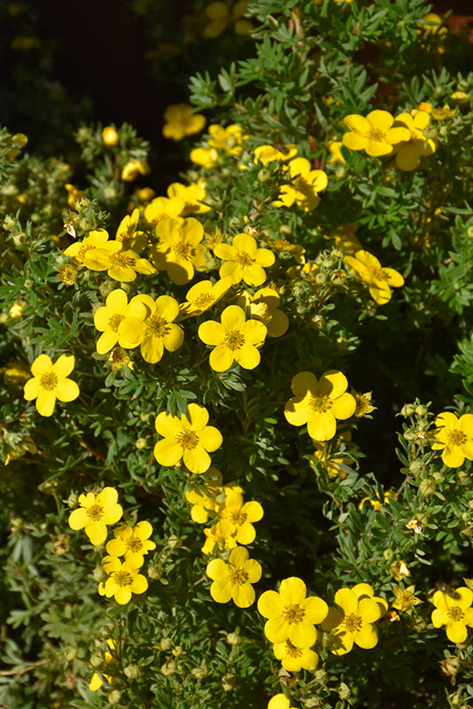 Potentilla fruticosa 'Goldfinger'