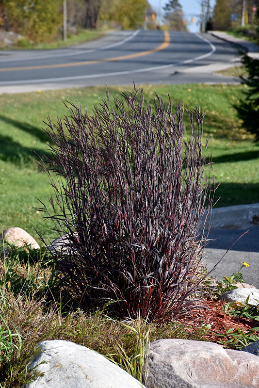 Andropogon 'Blackhawk'