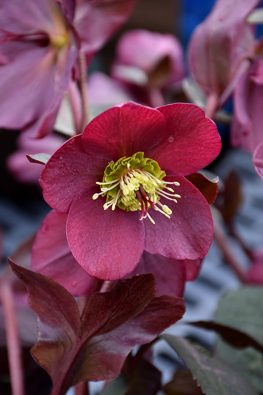Helleborus 'Anna's Red'