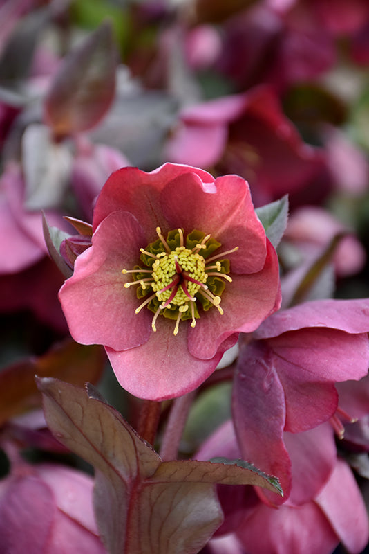 Helleborus 'Penny's Pink'