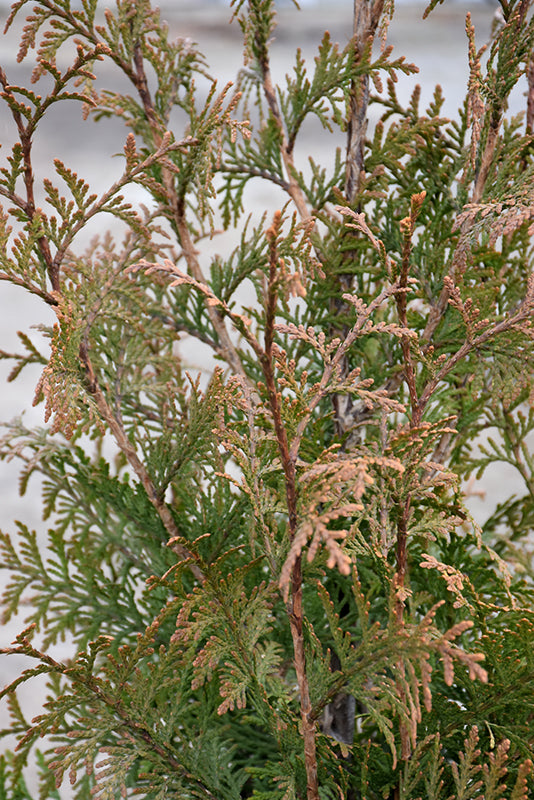 Thuja plicata 'Northern Spire'