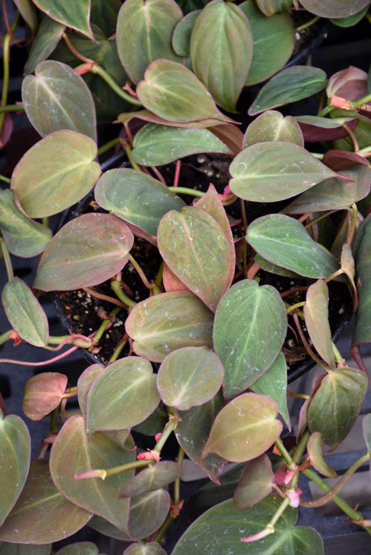 Philodendron elegans 'Micans'