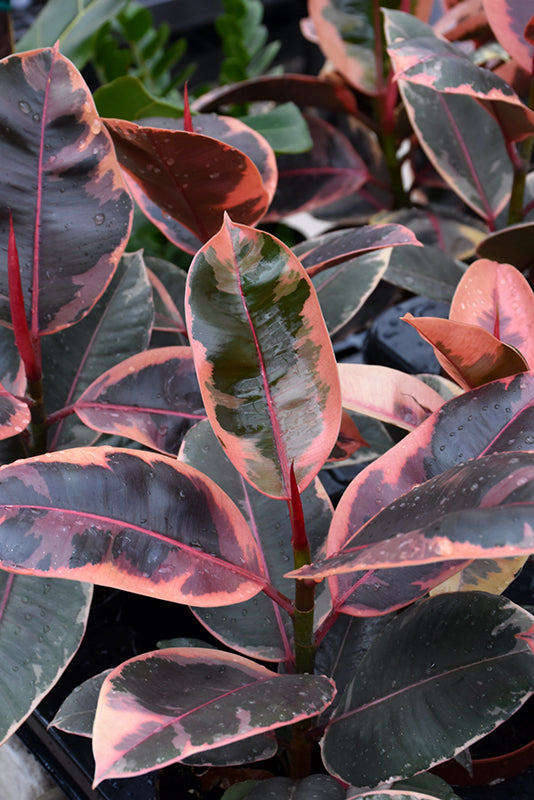 Ficus elastica 'Ruby'