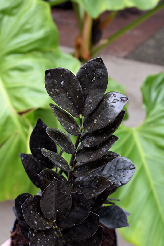 Zamioculcas zamiifolia 'Raven'