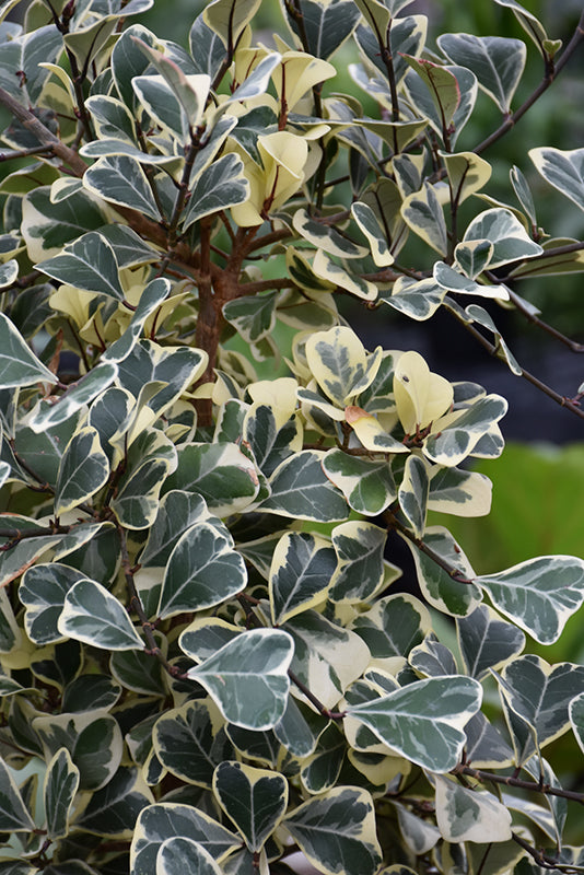 Ficus triangularis 'Variegata'