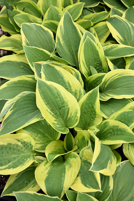 Hosta 'Wide Brim'