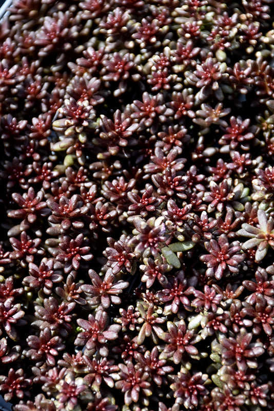 Sedum album 'Coral Carpet'