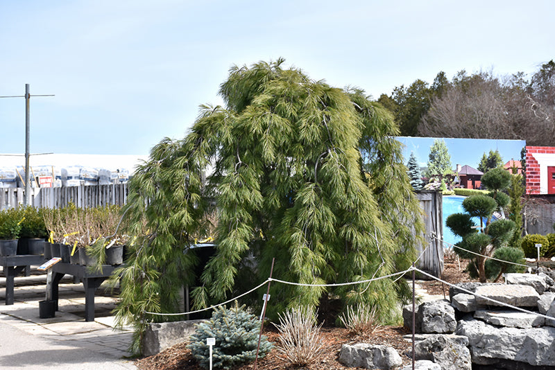 Pinus strobus 'Pendula'