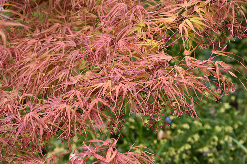 Acer palmatum 'Villa Taranto'