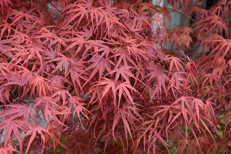 Acer palmatum 'Beni Otake'