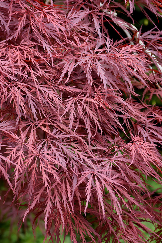 Acer palmatum dissectum 'Red Dragon'