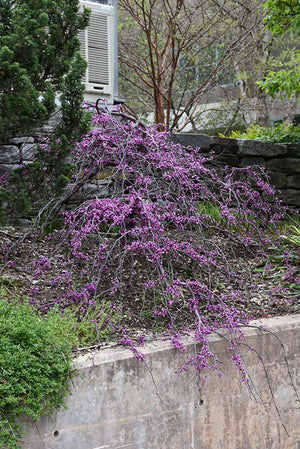 Cercis canadensis 'Ruby Falls'