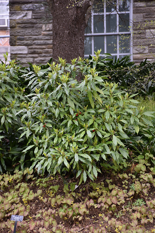 Aucuba japonica 'Serratifolia'