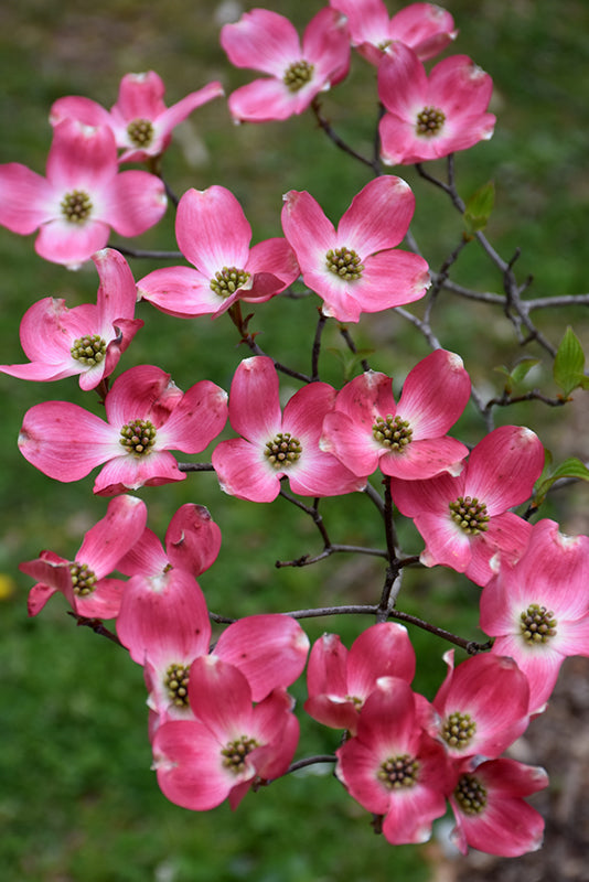 Cornus florida 'Rubra'