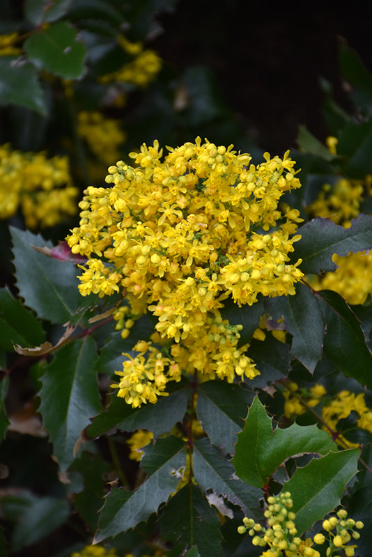 Mahonia aquifolium