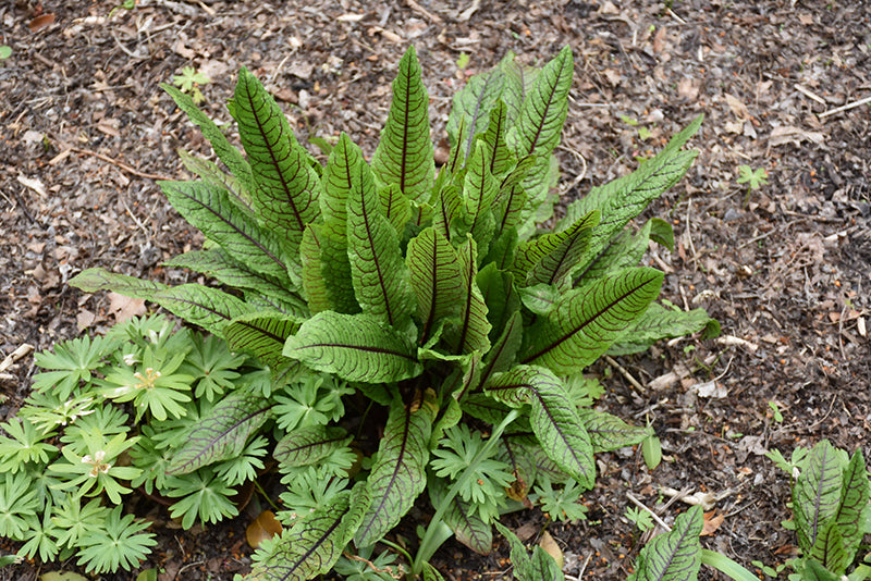 RUMEX SANGUINEUS