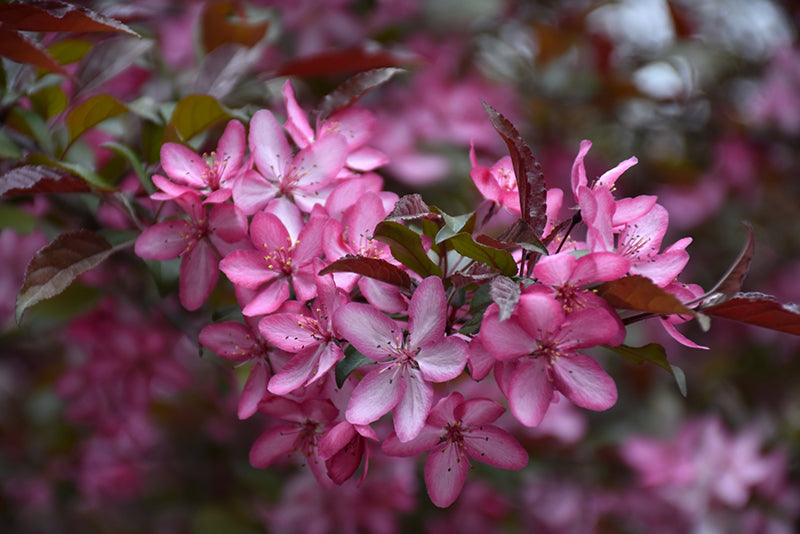 Malus 'Royal Raindrops' Crabapple