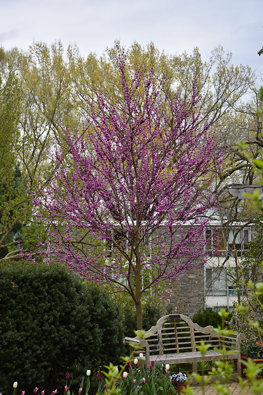 Cercis canadensis 'Merlot'