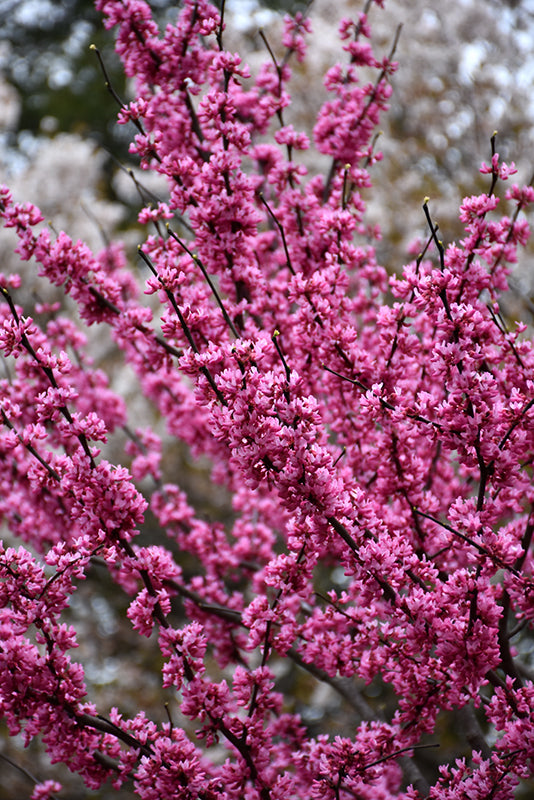 Cercis canadensis 'Appalacian Red'