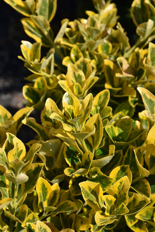 Euonymus japonicus 'Aureo-Marginata'