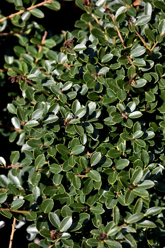 Ilex crenata 'Hellerii'