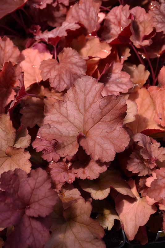 Heuchera 'Tayberry'