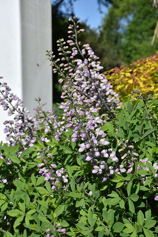 Baptisia 'Blue Bubbly'