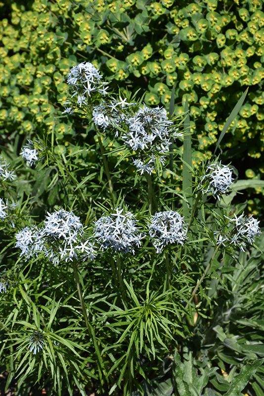 Amsonia 'Butterscotch'