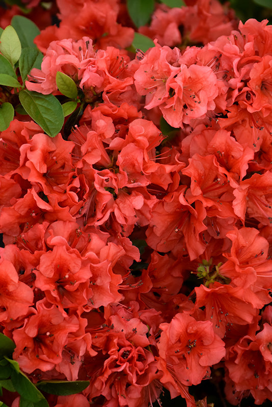 Azalea japonica 'Girard's Hot Shot'