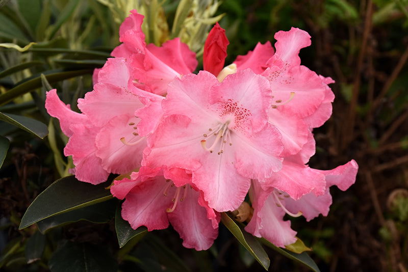 Rhododendron 'Solidarity'