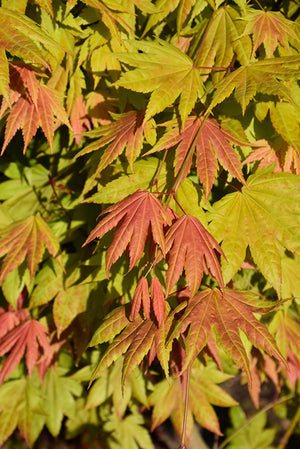 Acer shirasawanum 'Moonrise'