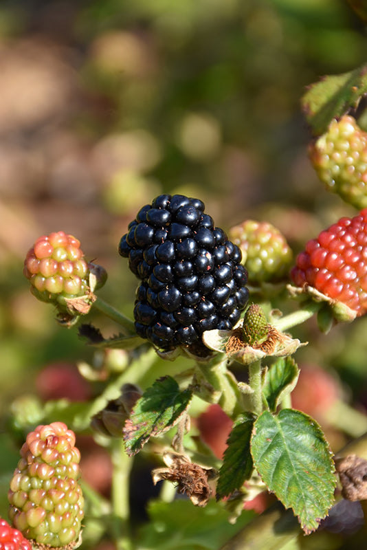 Rubus x hybrida 'Navaho'