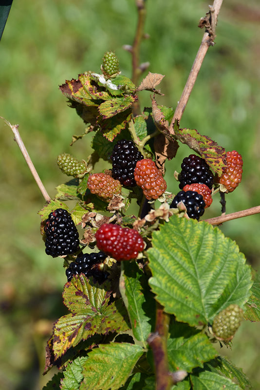 Rubus fruiticisus 'Arapaho'
