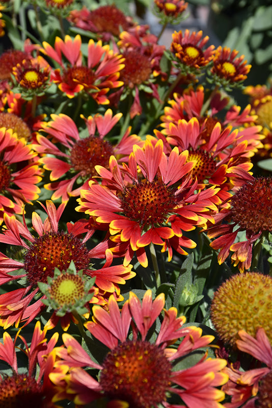 Gaillardia 'Spintop Orange Halo'