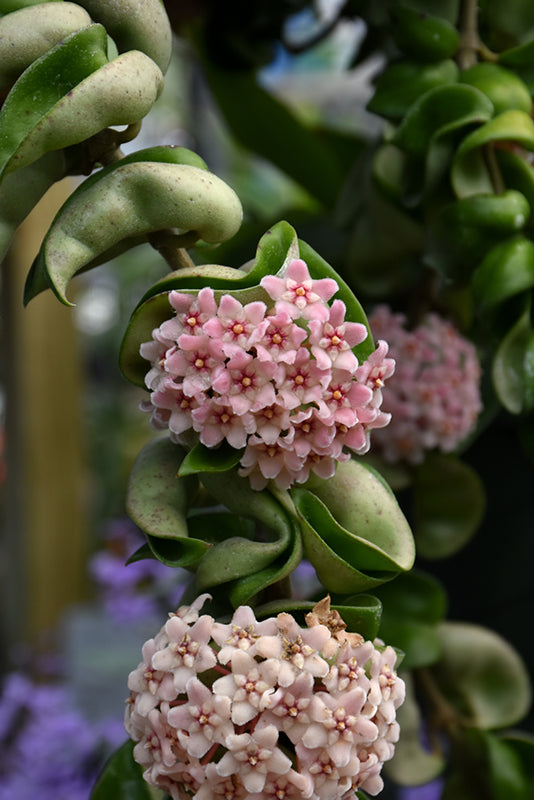 Hoya carnosa 'Krinkle Kurl'