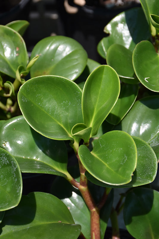 Peperomia obtusifolia