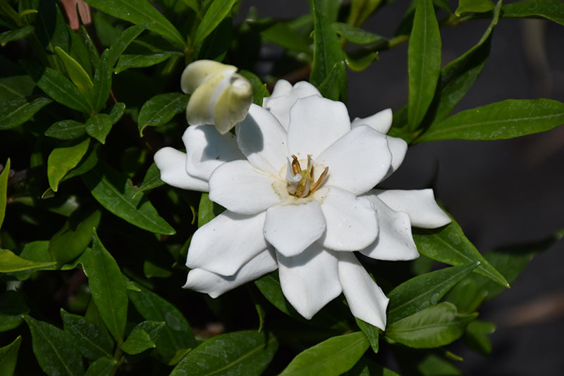 Gardenia 'Frost Proof'