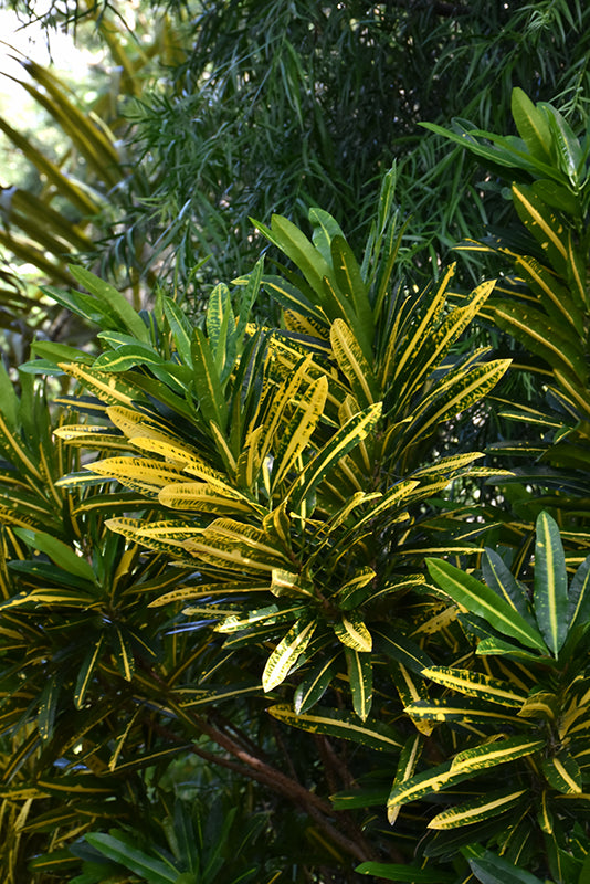 Codiaeum variegatum 'Sunny Star'