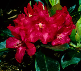 Rhododendron 'Johnny Bender'