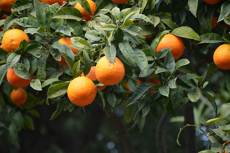 Citrus aurantium 'Seville Sour'