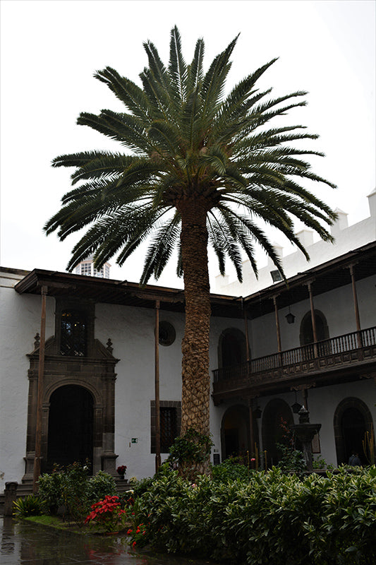 Phoenix canariensis