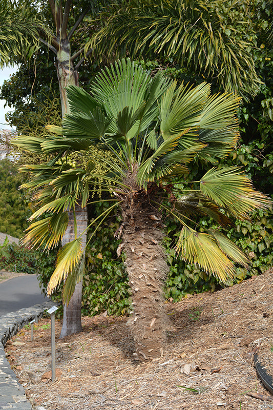 Trachycarpus fortunei 'Wagnerianus'