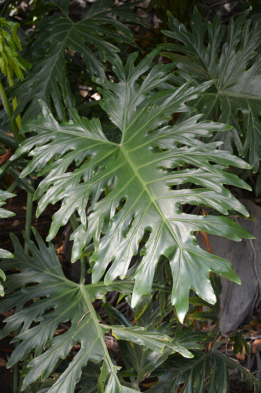 Philodendron selloum