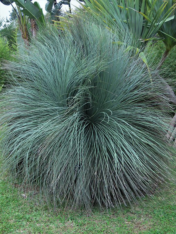 Xanthorrhoea australis