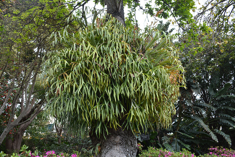 Platycerium bifurcatum