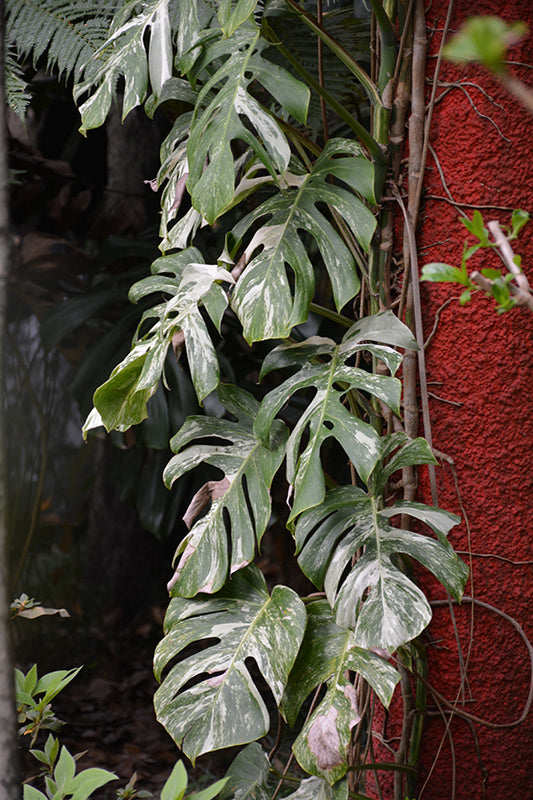 Philodendron Monstera 'Thai Constellation'