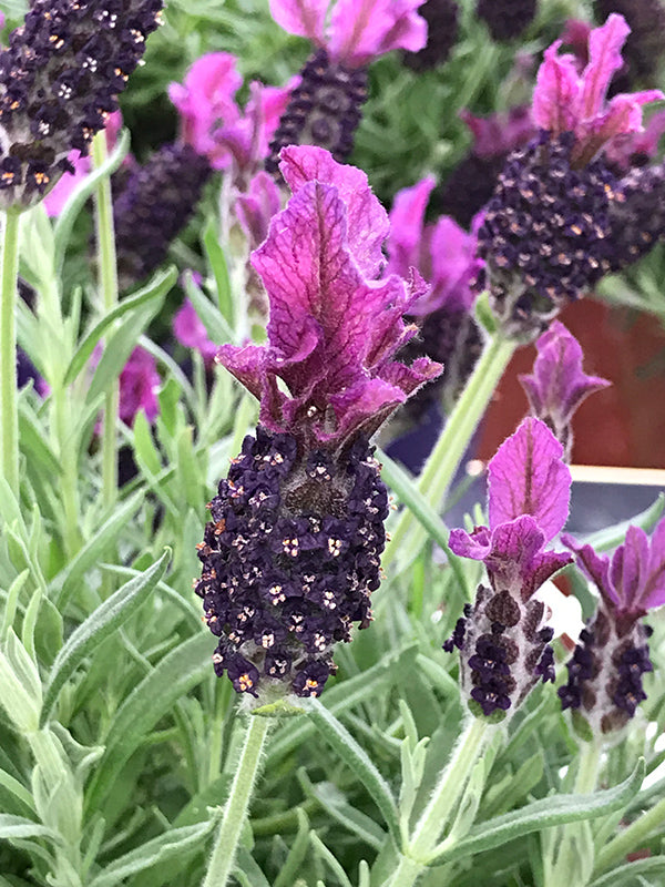 Lavandula stoechas 'Anouk'