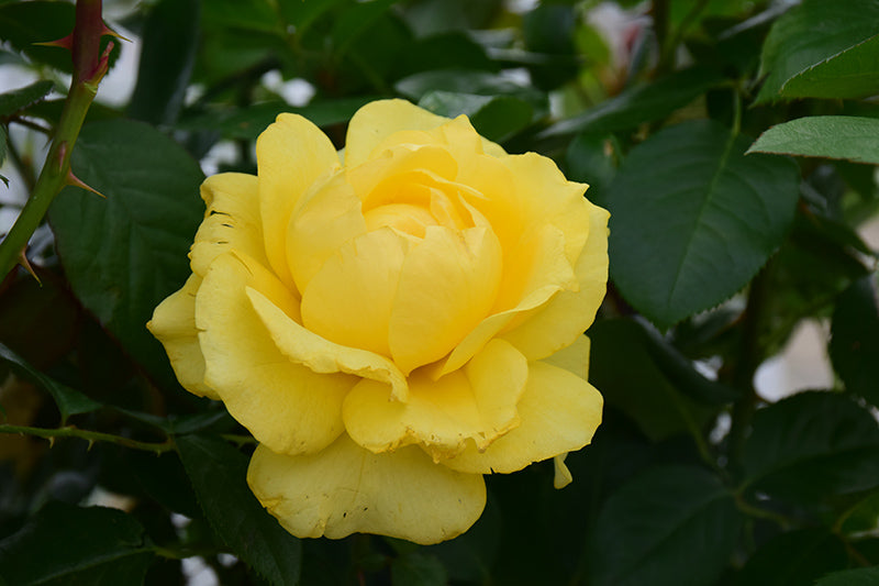 Rosa 'Doris Day'