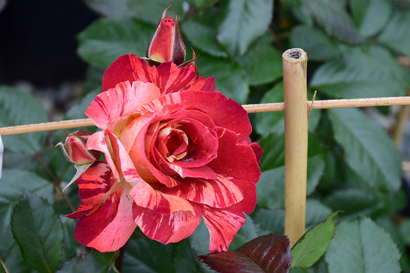 Rosa 'Tropical Lightning'