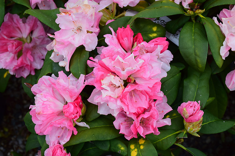 Rhododendron 'Yaku Prince'